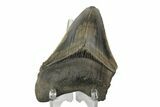 Partial Megalodon Tooth - Sharply Serrated #172176-2